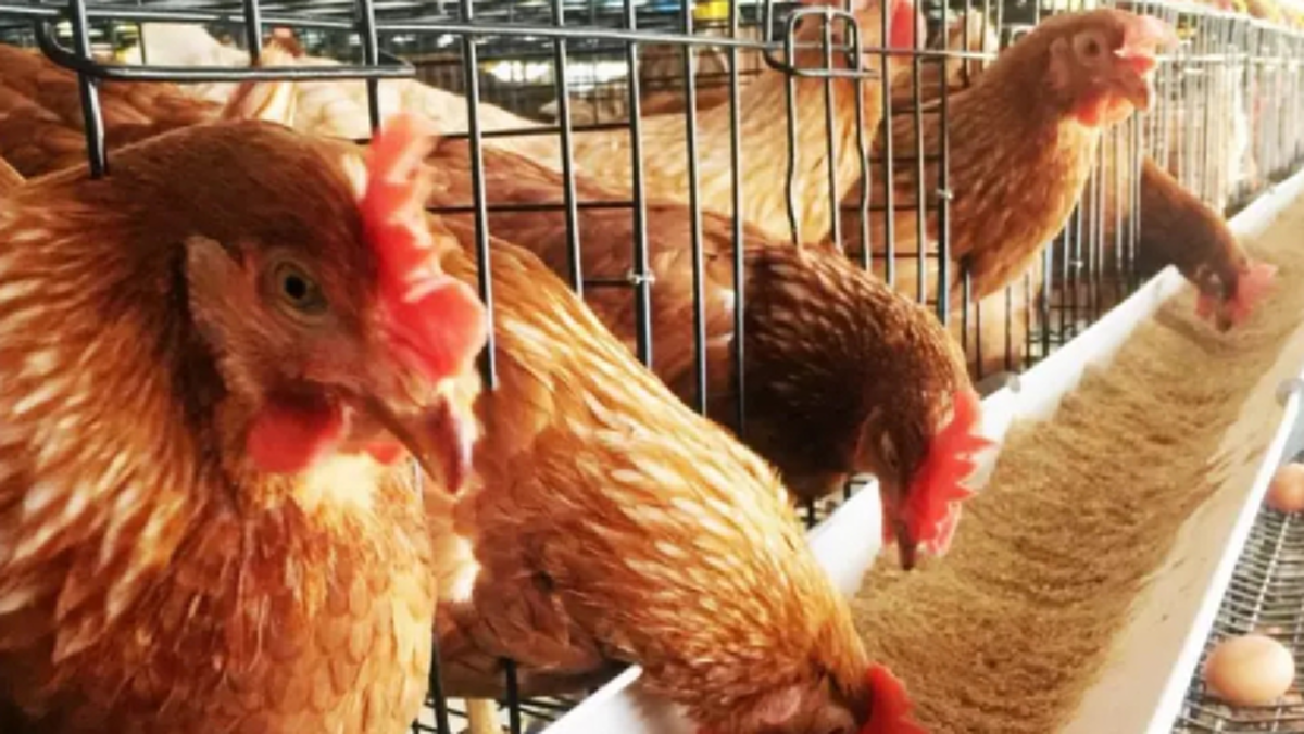 กรมปศุสัตว์เผย ผู้ค้ารายใหญ่ขายไข่ไม่มีใบอนุญาต ระวังโทษร้ายแรง