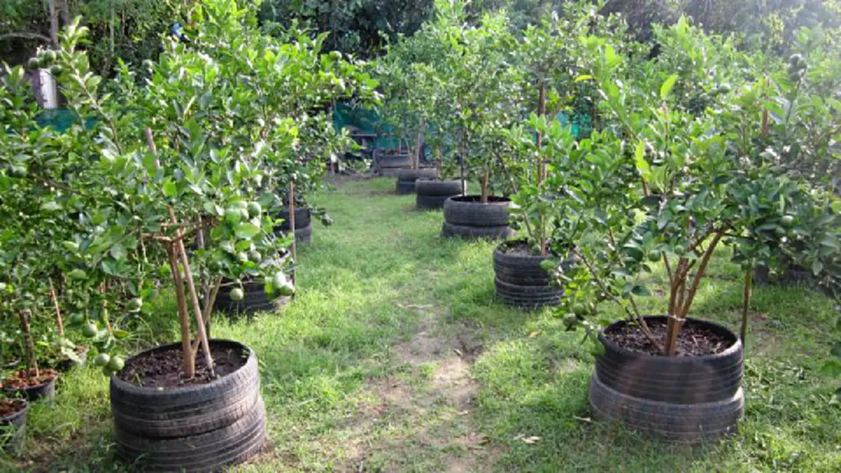 สูตรมะนาวดก เก็บกินตลอดปี ใช้ได้กับพืชทุกชนิด