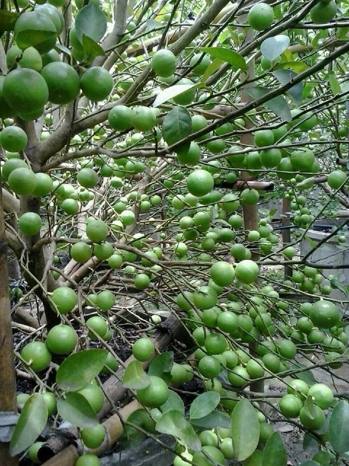 สูตรมะนาวดก เก็บกินตลอดปี ใช้ได้กับพืชทุกชนิด