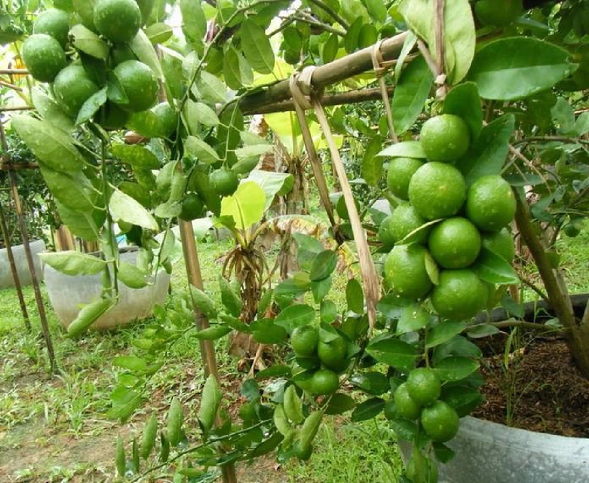 สูตรมะนาวดก เก็บกินตลอดปี ใช้ได้กับพืชทุกชนิด