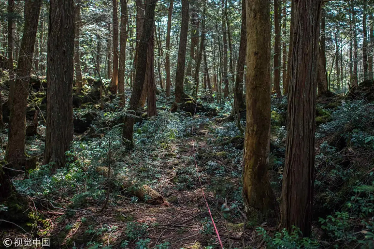 สุดหลอน!! ป่าอาโอกิกาฮาระ ดินแดนอาถรรพ์แห่งการ "ฆ่าตัวตาย" ในประเทศญี่ปุ่น!! (ชมภาพ)