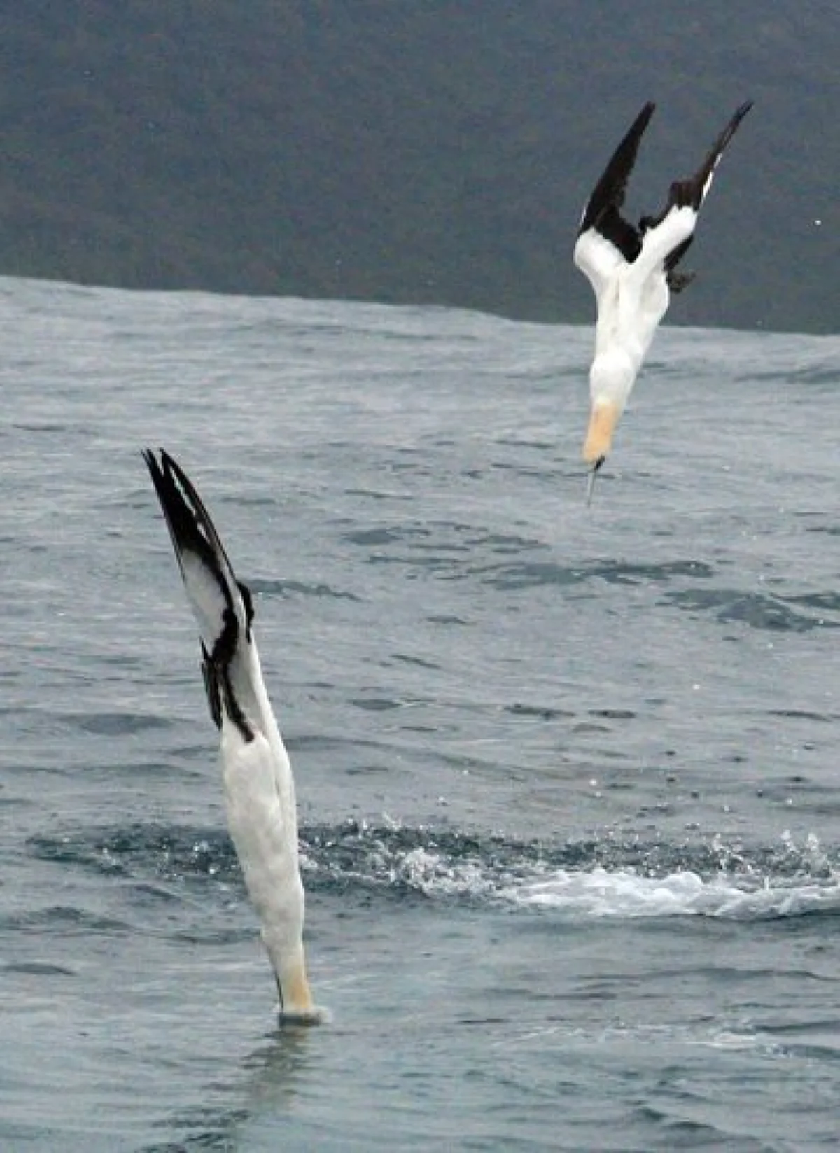 10 อันดับ สัตว์ที่สามารถเอาตัวรอดได้เก่งที่สุด ในอาณาจักรสัตว์