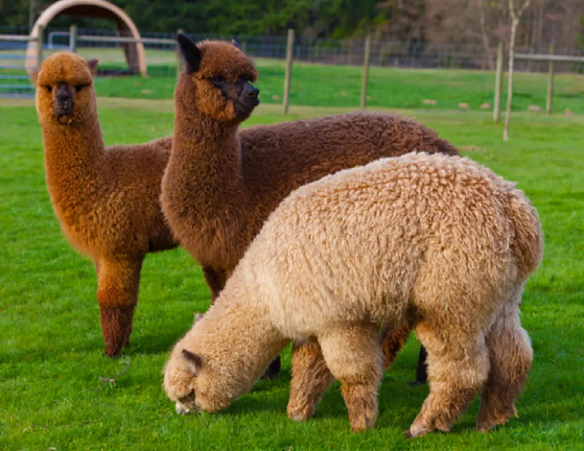 10 อันดับ สัตว์ที่สามารถเอาตัวรอดได้เก่งที่สุด ในอาณาจักรสัตว์