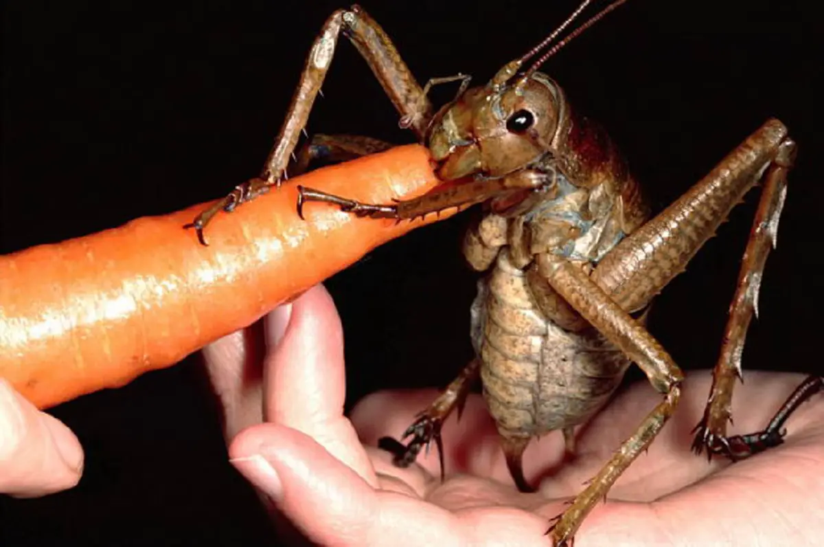 10 อันดับ สัตว์ที่สามารถเอาตัวรอดได้เก่งที่สุด ในอาณาจักรสัตว์