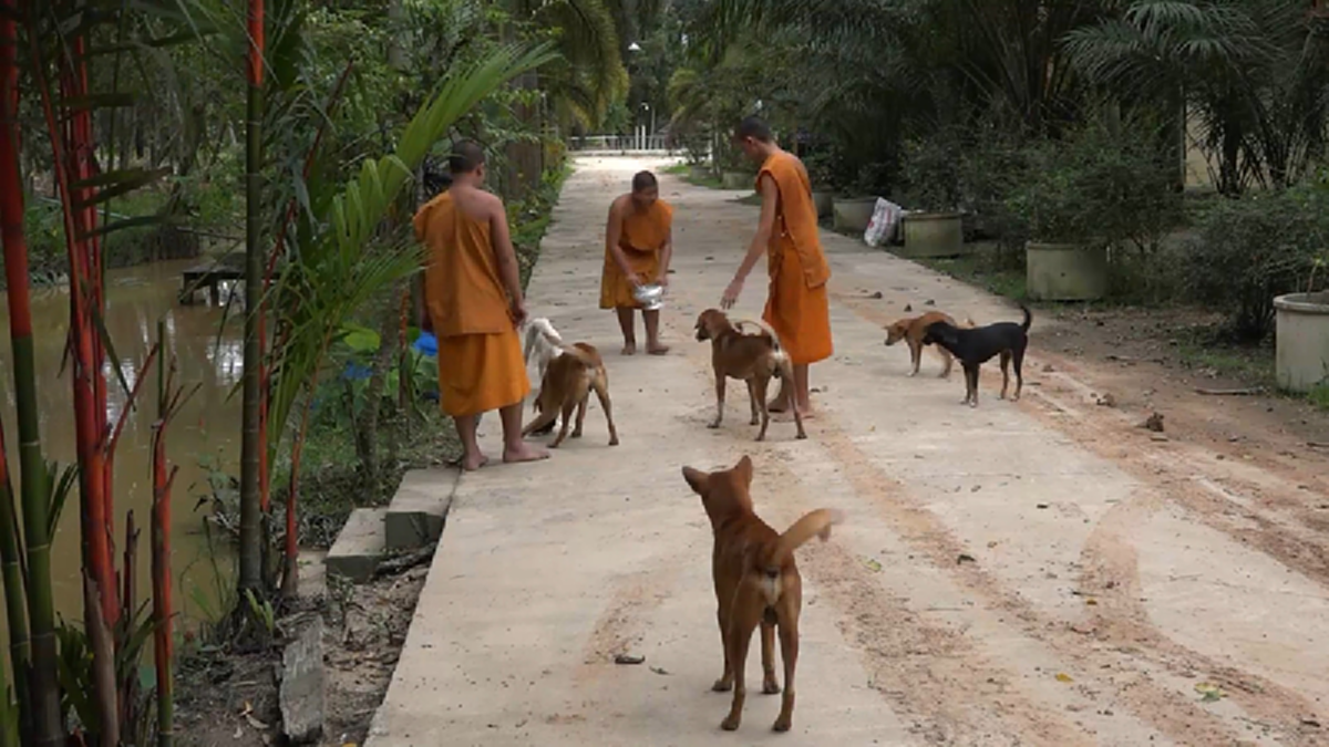 ปล่อยสัตว์ทิ้งวัด ผิดกฎหมาย มีโทษจำคุก 4 ปี