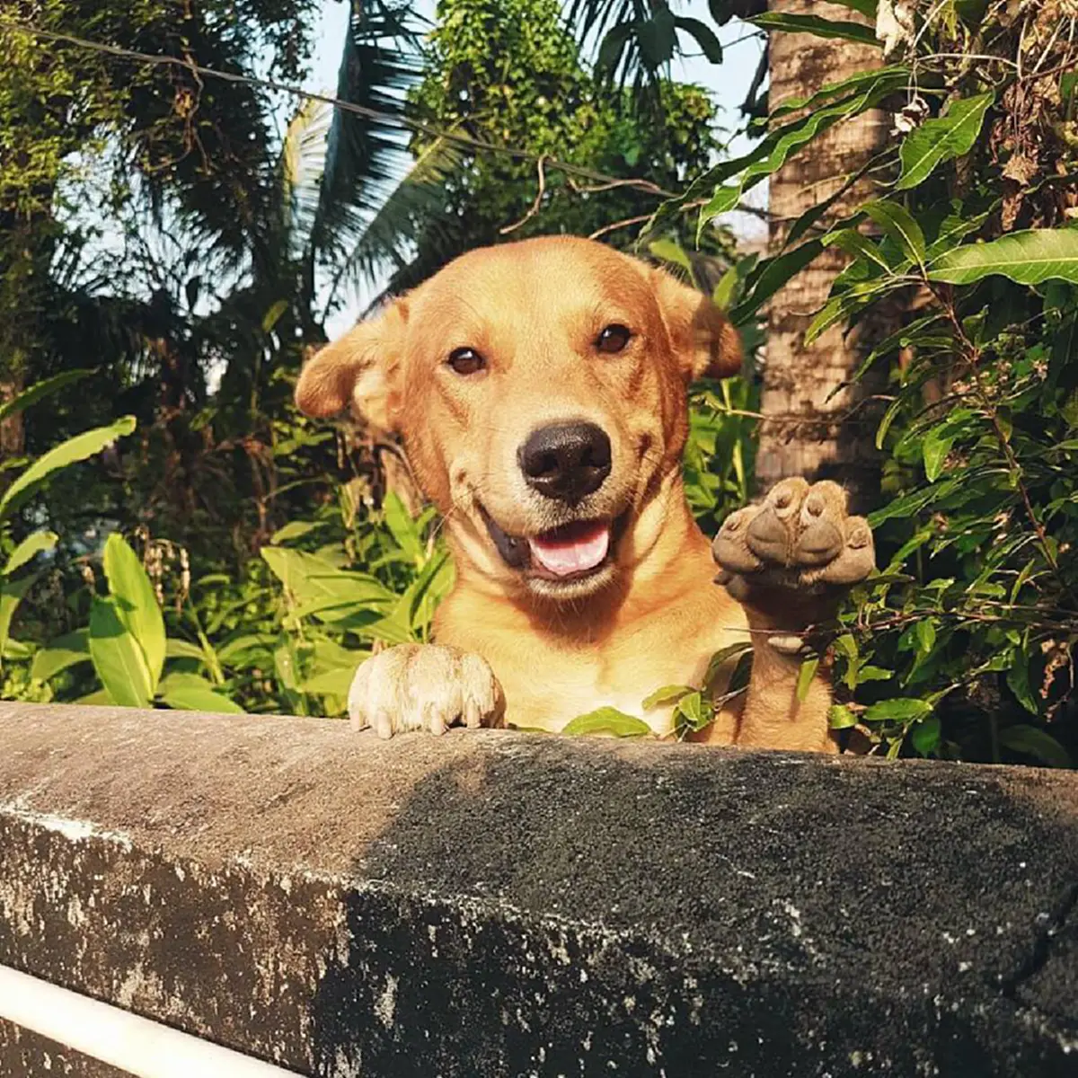 ตูบแสนรู้ชอบโผล่หน้า กวักมือทักทายหญิงสาว ก่อนไปทำงานทุกวัน