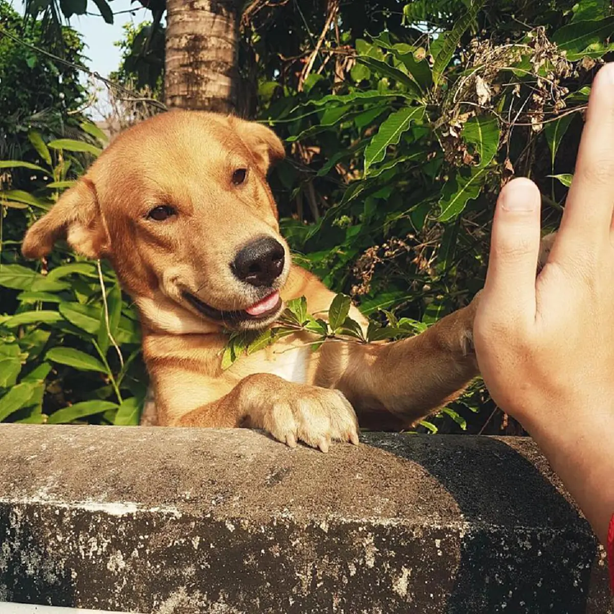 ตูบแสนรู้ชอบโผล่หน้า กวักมือทักทายหญิงสาว ก่อนไปทำงานทุกวัน