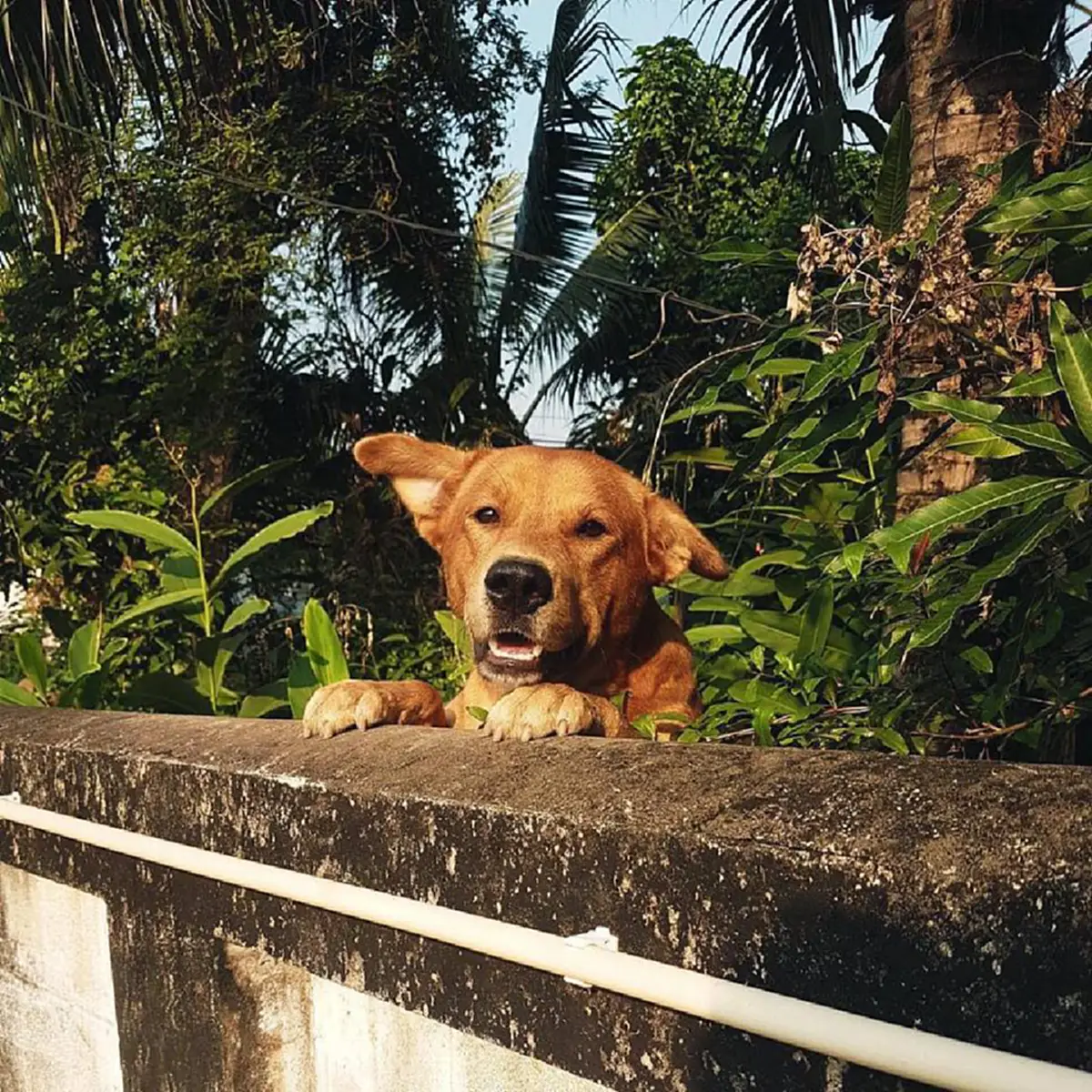 ตูบแสนรู้ชอบโผล่หน้า กวักมือทักทายหญิงสาว ก่อนไปทำงานทุกวัน