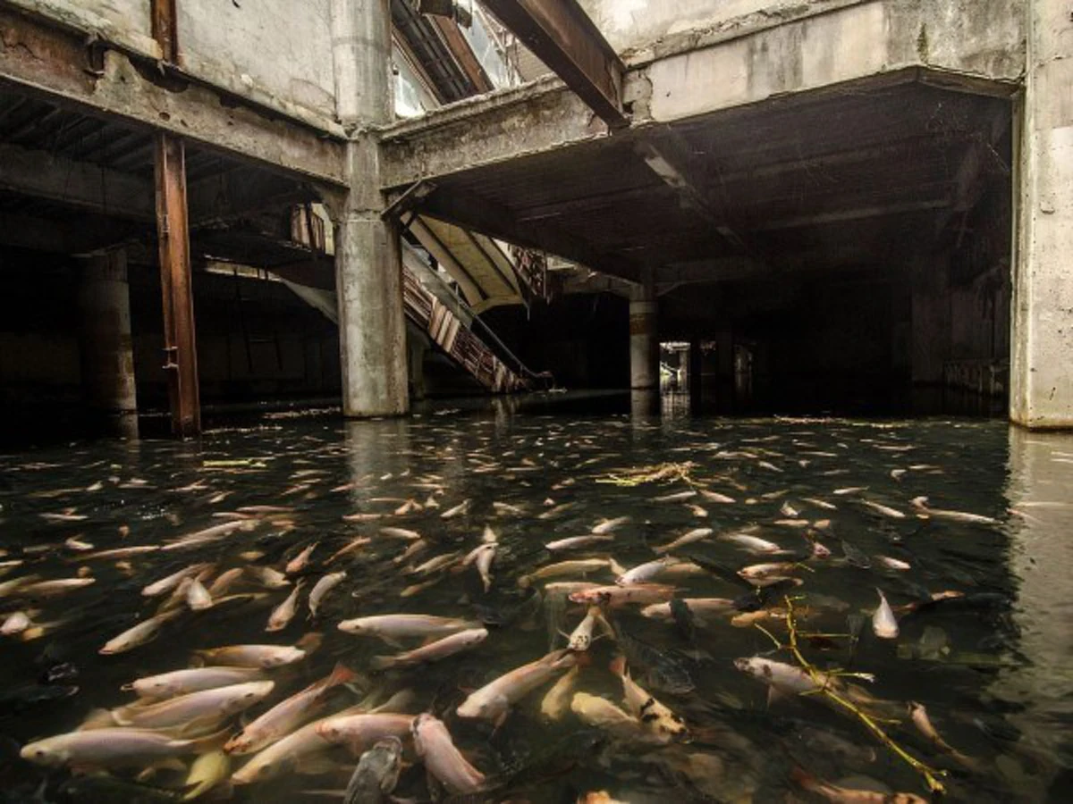 วังมัจฉา ซากโศกนาฏกรรม สู่แหล่งที่อยู่ เหล่าปลานานาชนิด