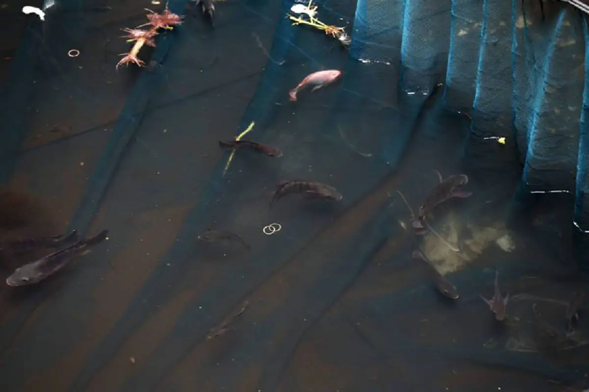 วังมัจฉา ซากโศกนาฏกรรม สู่แหล่งที่อยู่ เหล่าปลานานาชนิด