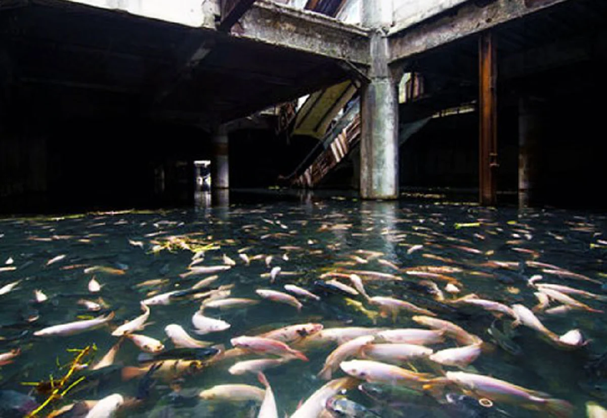 วังมัจฉา ซากโศกนาฏกรรม สู่แหล่งที่อยู่ เหล่าปลานานาชนิด