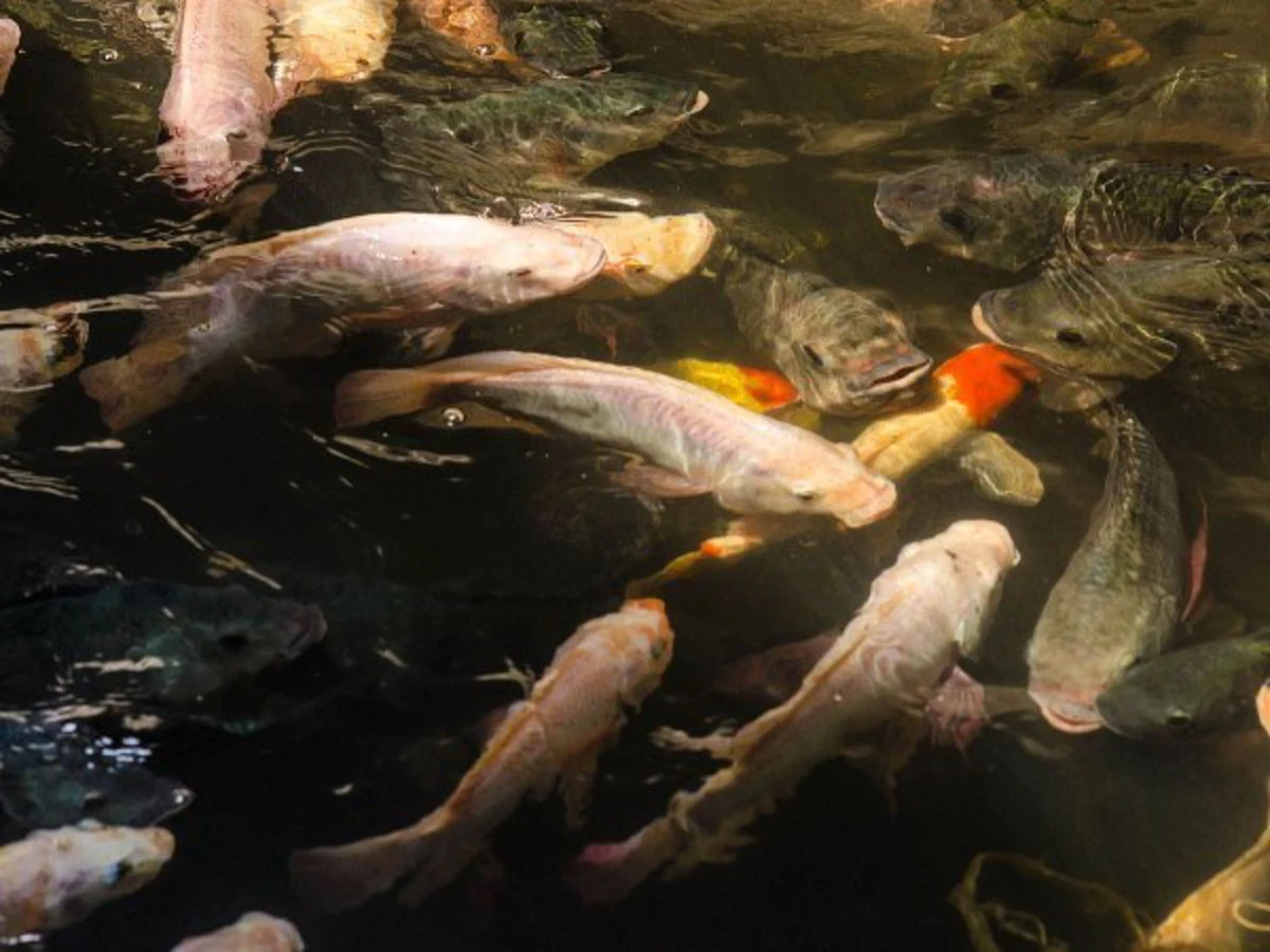 วังมัจฉา ซากโศกนาฏกรรม สู่แหล่งที่อยู่ เหล่าปลานานาชนิด