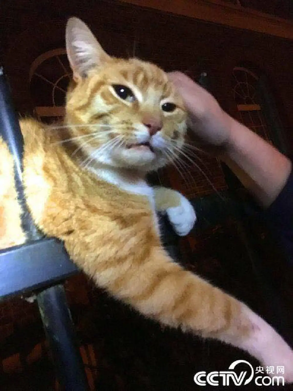 9 ชีวิตของจริง!! แมวเคราะห์ร้ายถูกรั้วเหล็กเสียบทะลุร่าง แต่โกงความตาย รอดชีวิตมาได้ราวปาฏิหารย์! (ชมภาพ)