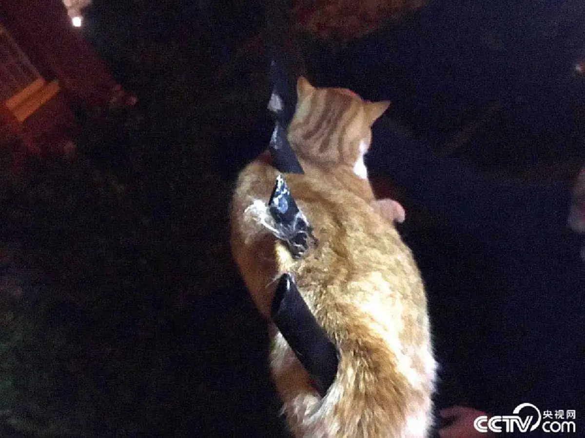 9 ชีวิตของจริง!! แมวเคราะห์ร้ายถูกรั้วเหล็กเสียบทะลุร่าง แต่โกงความตาย รอดชีวิตมาได้ราวปาฏิหารย์! (ชมภาพ)