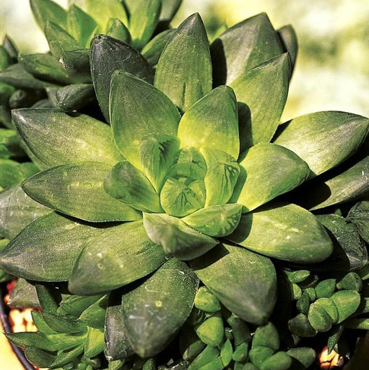 10 ไม้อวมน้ำน่าเลี้ยง หลากหลายสีสันต์และรูปทรงน่ารัก