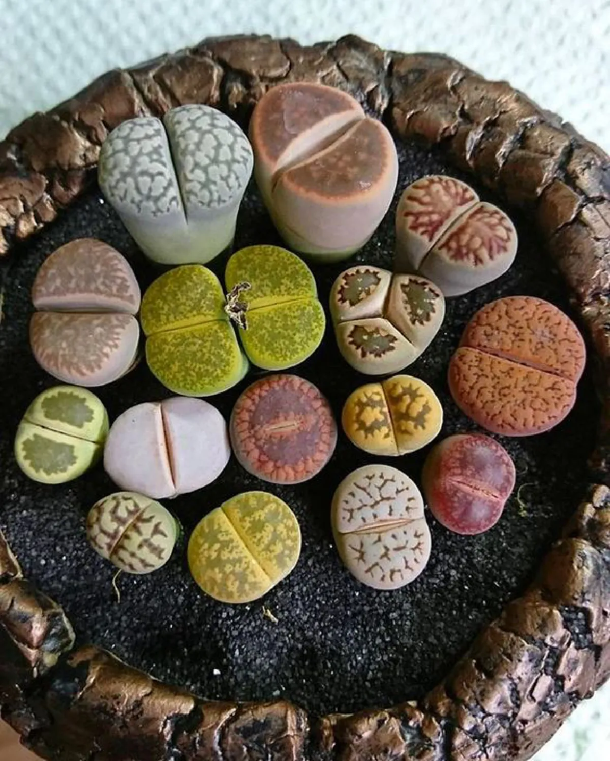 10 ไม้อวมน้ำน่าเลี้ยง หลากหลายสีสันต์และรูปทรงน่ารัก