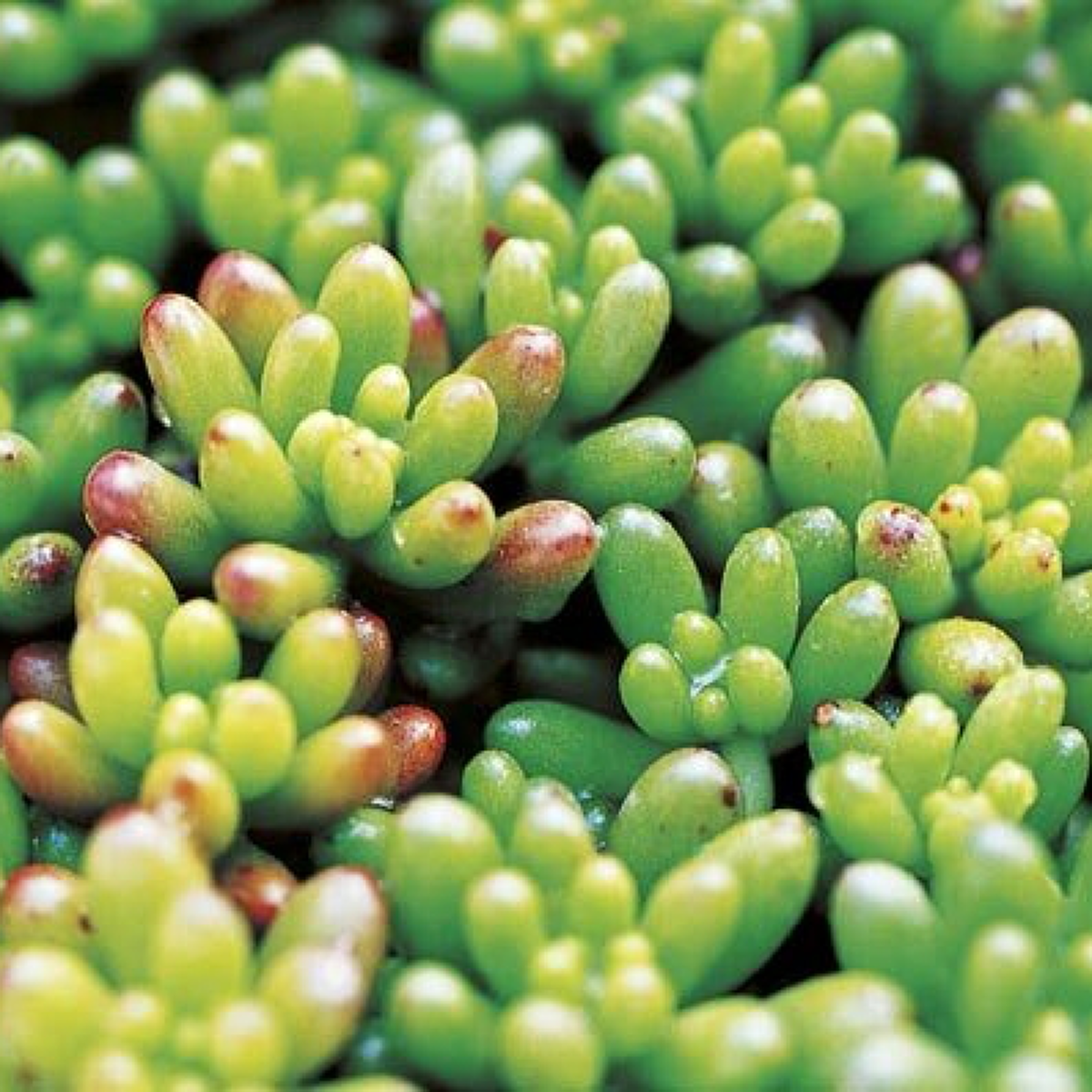 10 ไม้อวมน้ำน่าเลี้ยง หลากหลายสีสันต์และรูปทรงน่ารัก