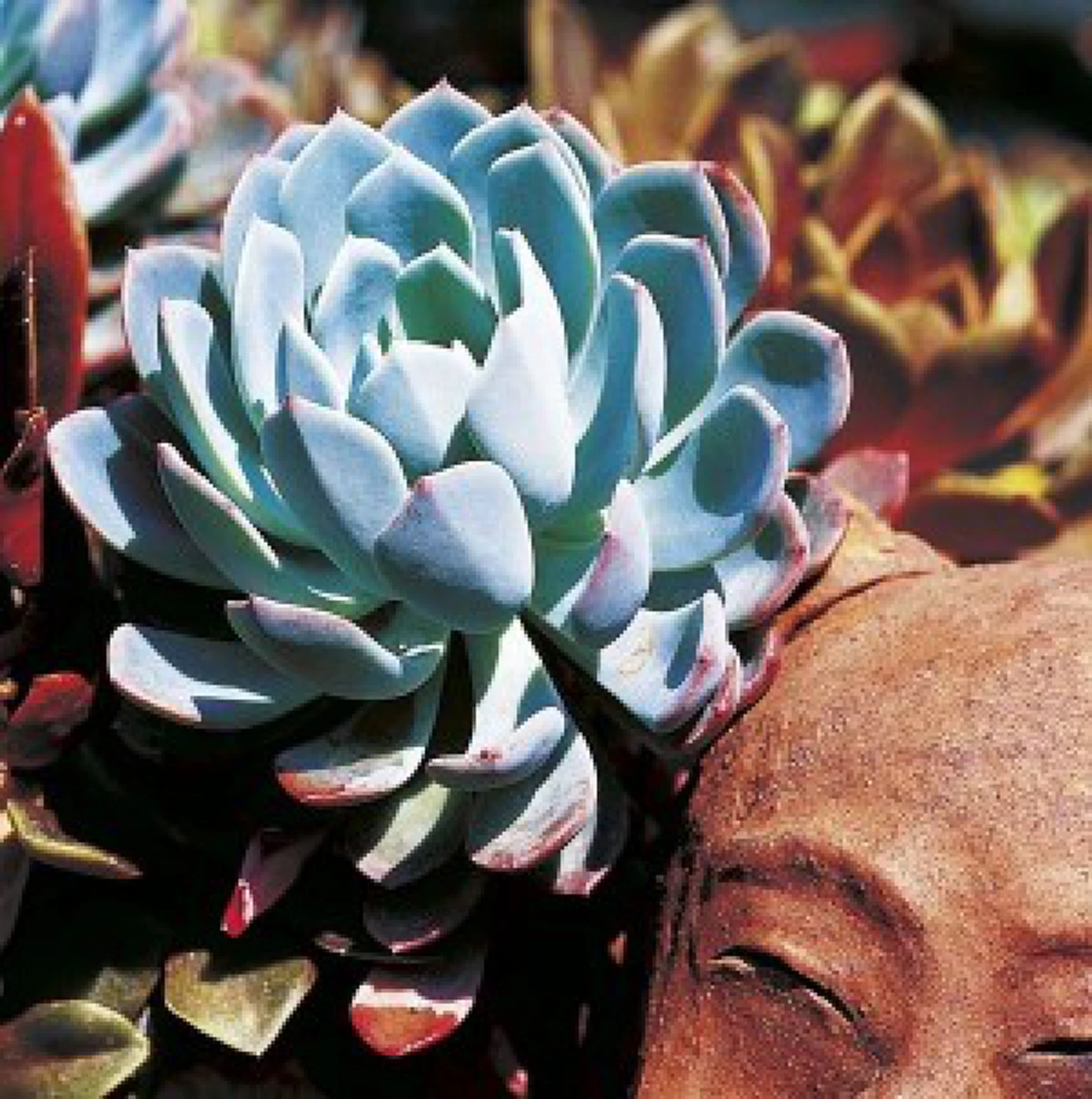 10 ไม้อวมน้ำน่าเลี้ยง หลากหลายสีสันต์และรูปทรงน่ารัก