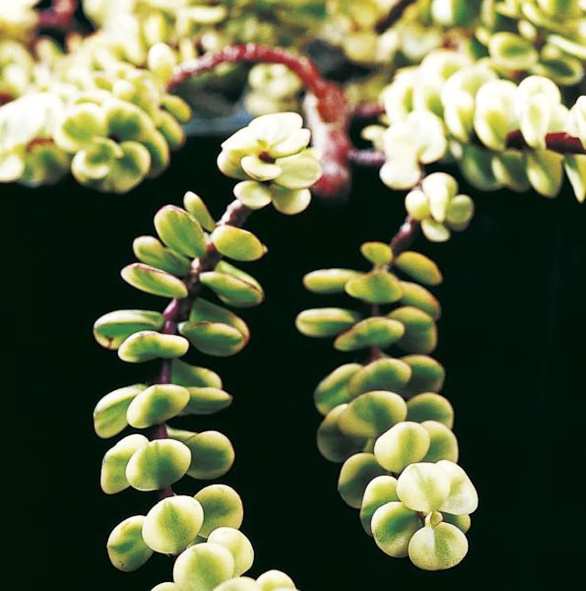 10 ไม้อวมน้ำน่าเลี้ยง หลากหลายสีสันต์และรูปทรงน่ารัก