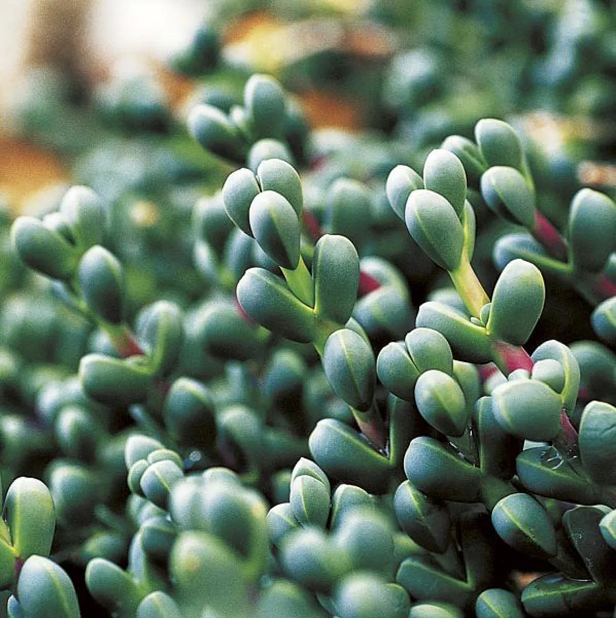 10 ไม้อวมน้ำน่าเลี้ยง หลากหลายสีสันต์และรูปทรงน่ารัก