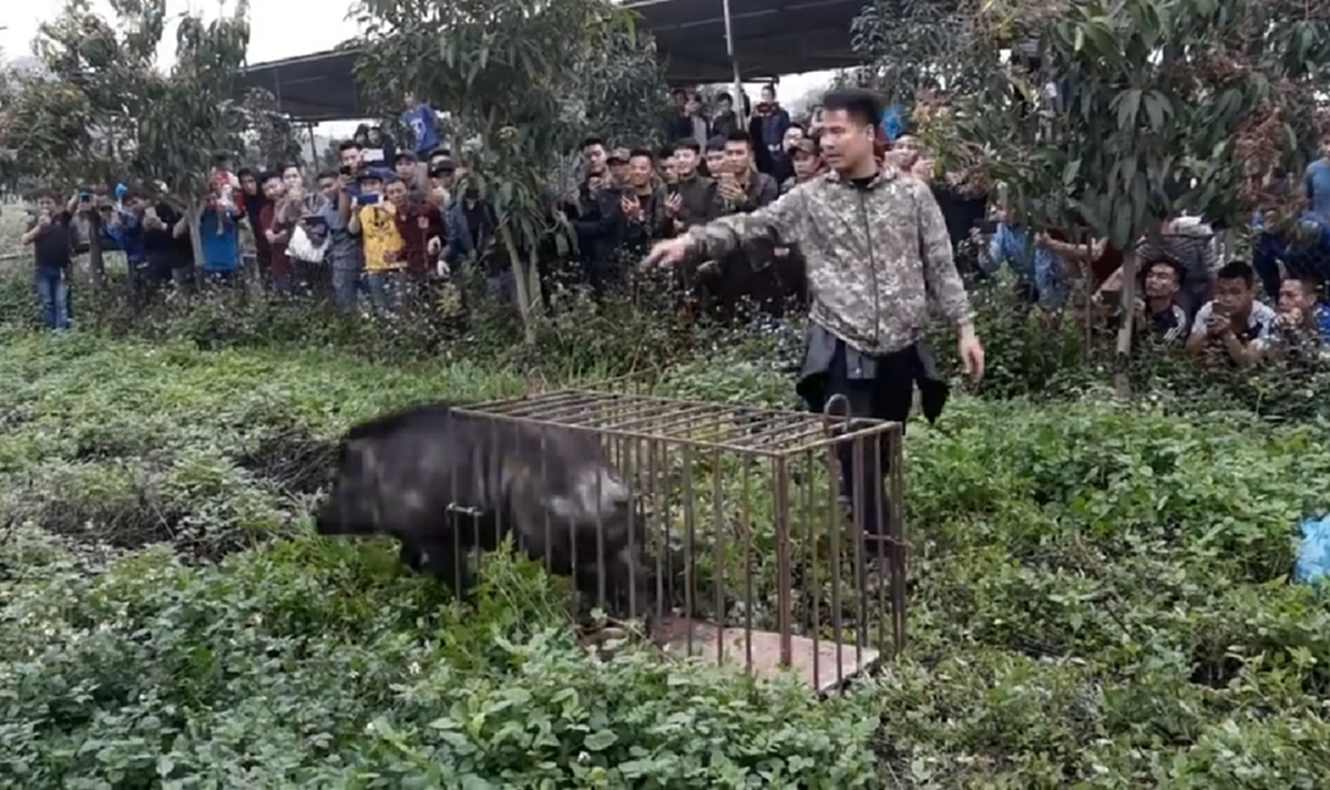 หนุ่มเวียดนามสุดโหด ปล่อยพิทบูลรุมขย้ำหมูป่า ก่อนร้องด้วยความเจ็บปวด