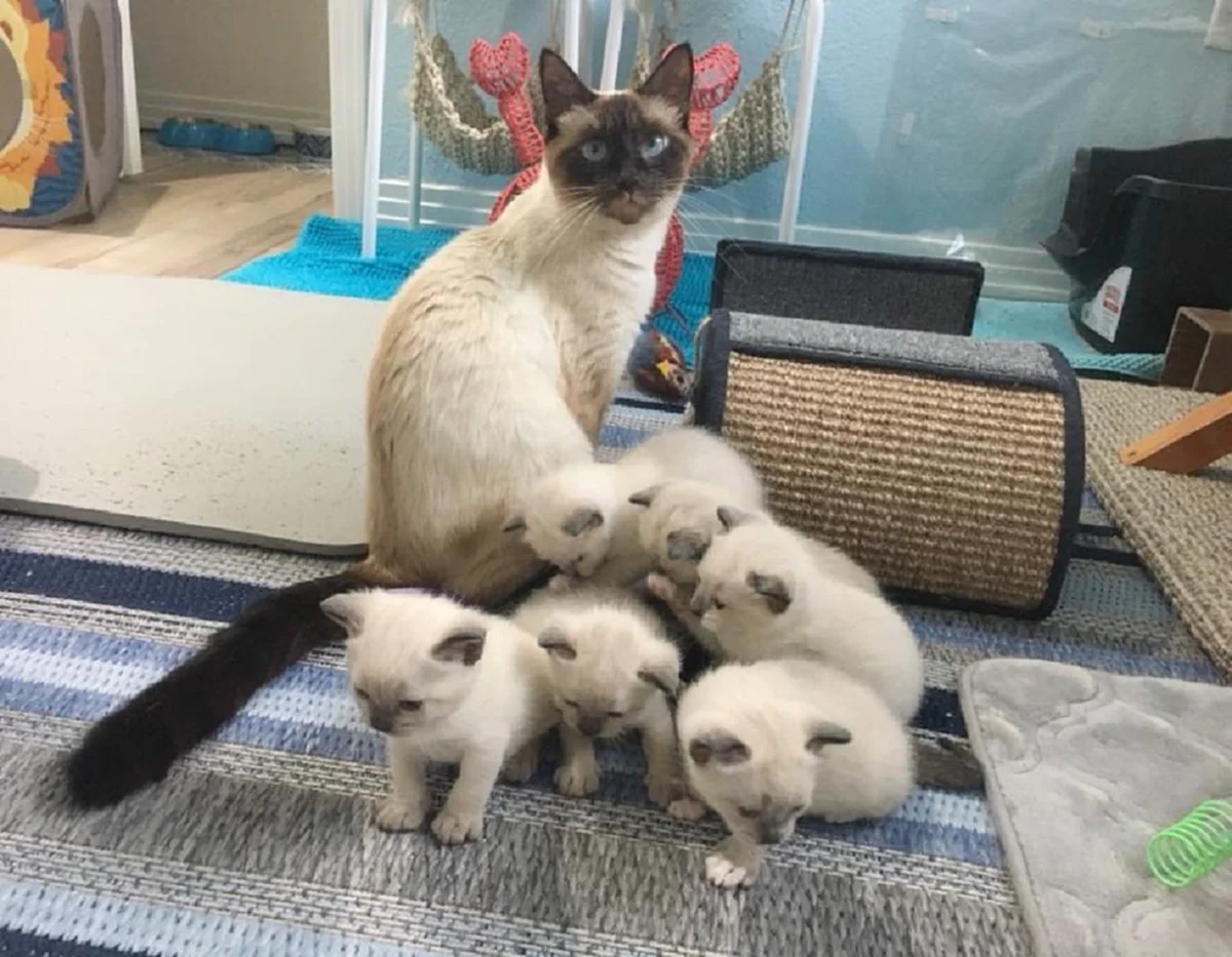 แม่แมววิเชียรมาศ ได้บ้านที่ปลอดภัยสำหรับลูก หลังถูกทอดทิ้งให้อยู่ข้างถนน ในต่างแดน