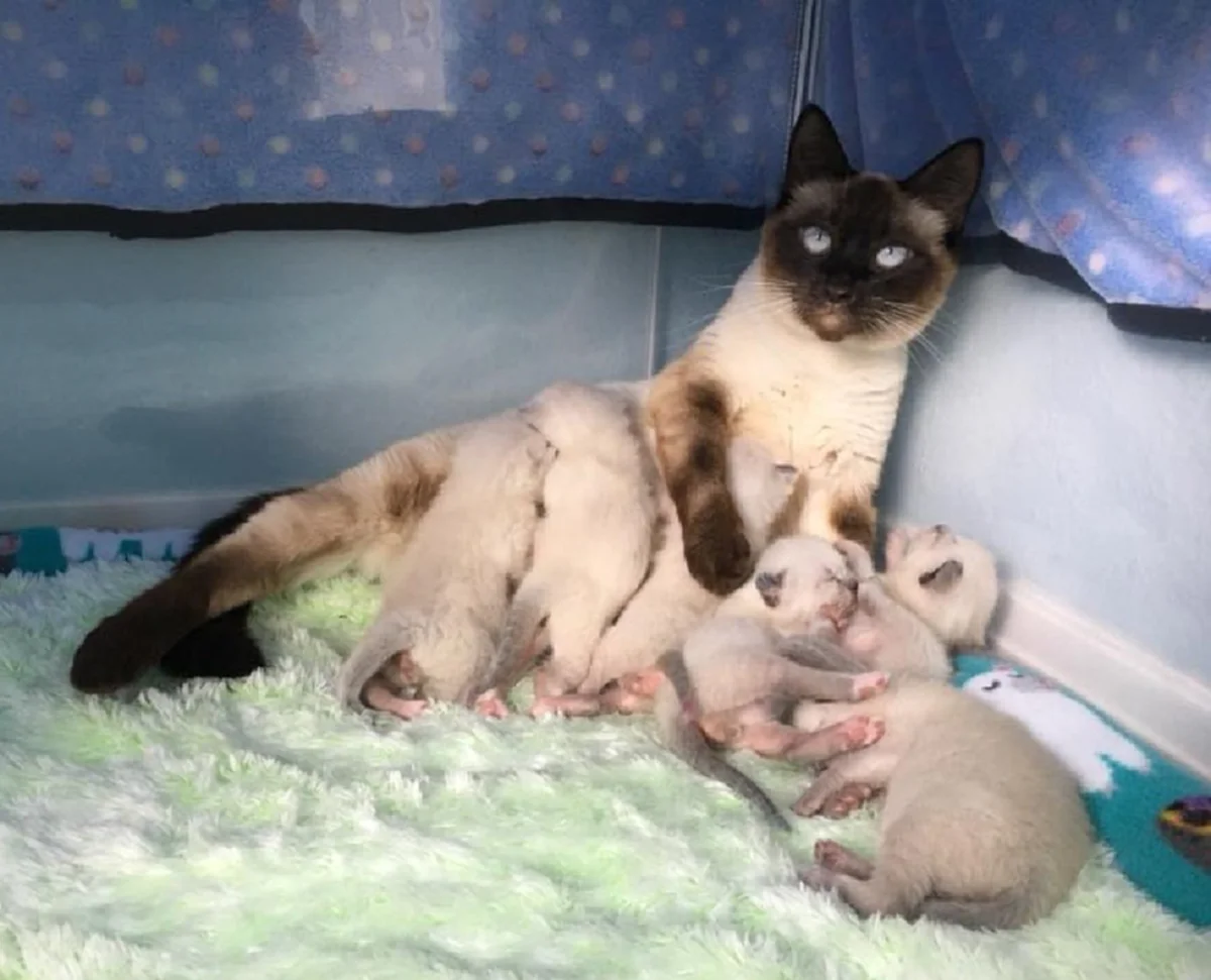 แม่แมววิเชียรมาศ ได้บ้านที่ปลอดภัยสำหรับลูก หลังถูกทอดทิ้งให้อยู่ข้างถนน ในต่างแดน