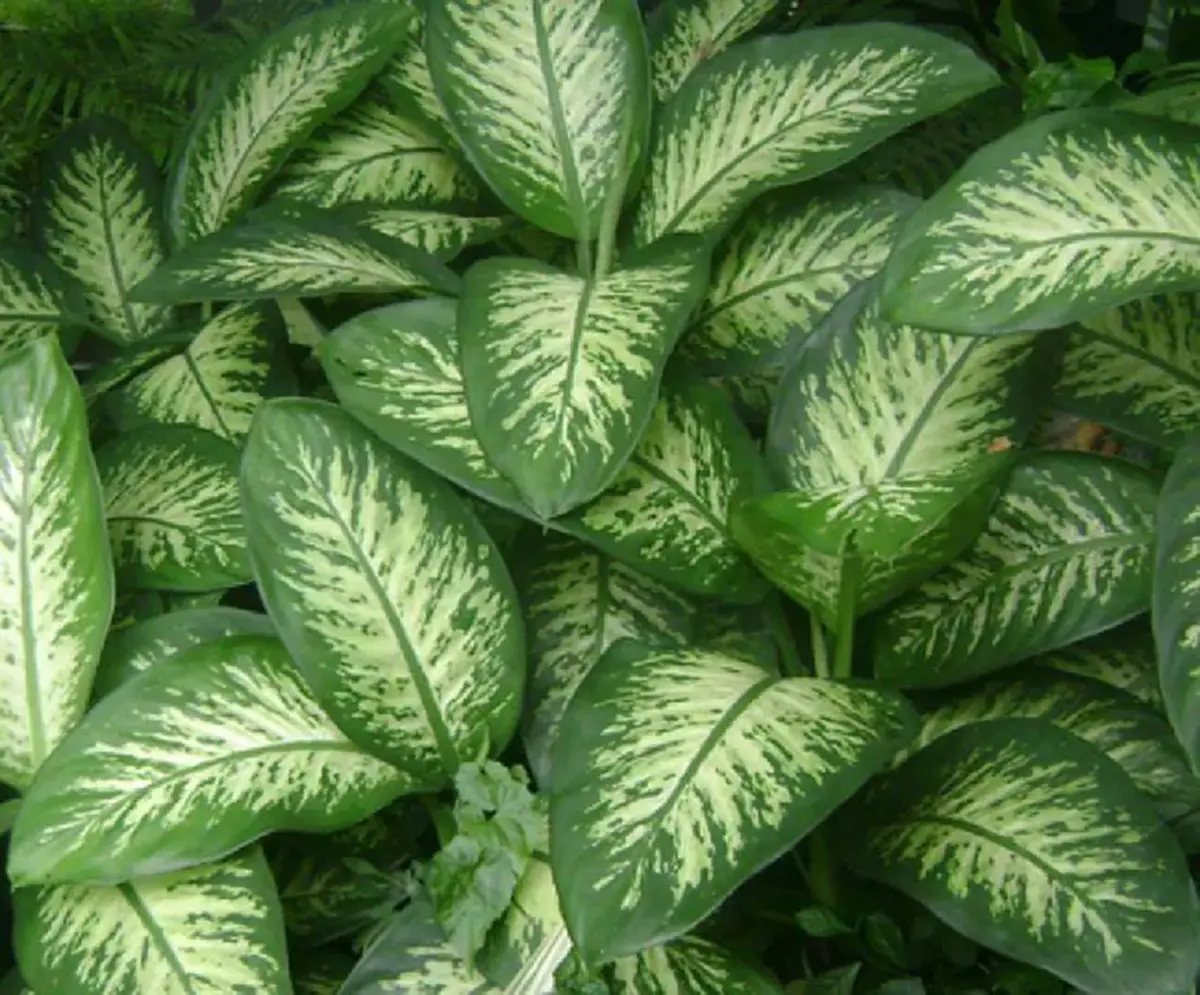 เตือน ไม้ประดับให้โชคลาภเงินทอง  มีสารพิษที่เป็นอันตราย