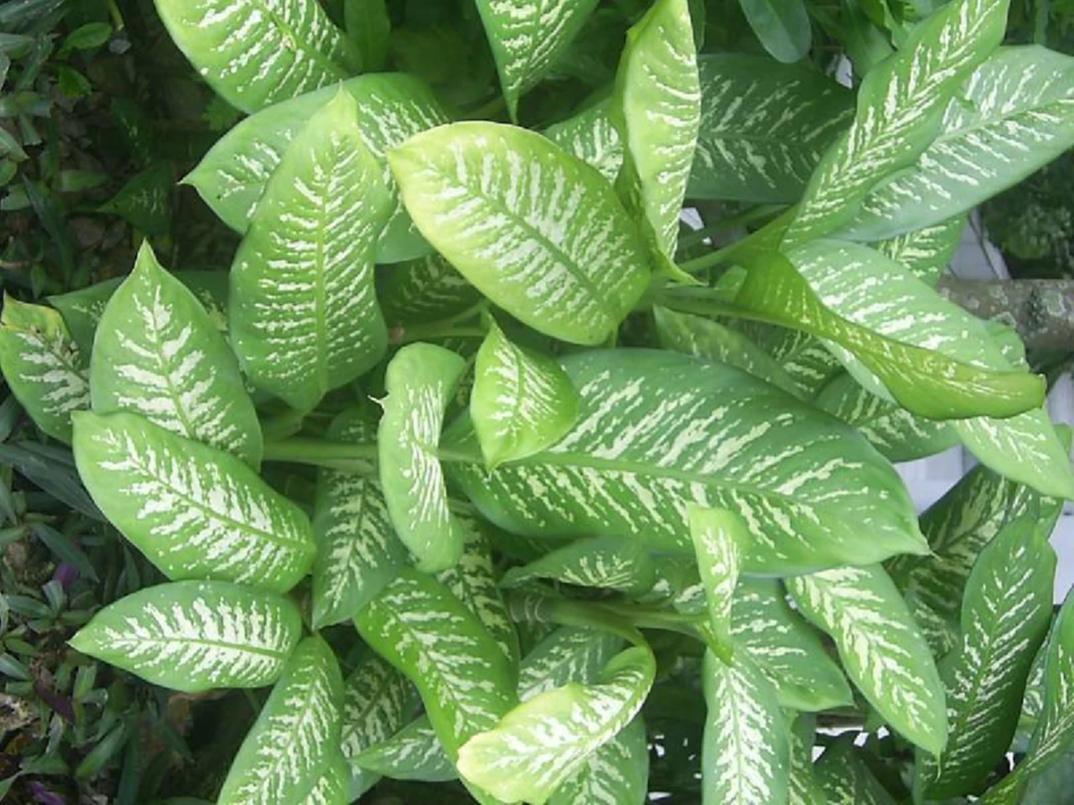 เตือน ไม้ประดับให้โชคลาภเงินทอง  มีสารพิษที่เป็นอันตราย