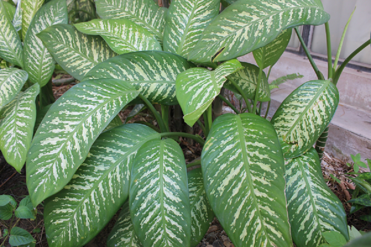 เตือน ไม้ประดับให้โชคลาภเงินทอง  มีสารพิษที่เป็นอันตราย