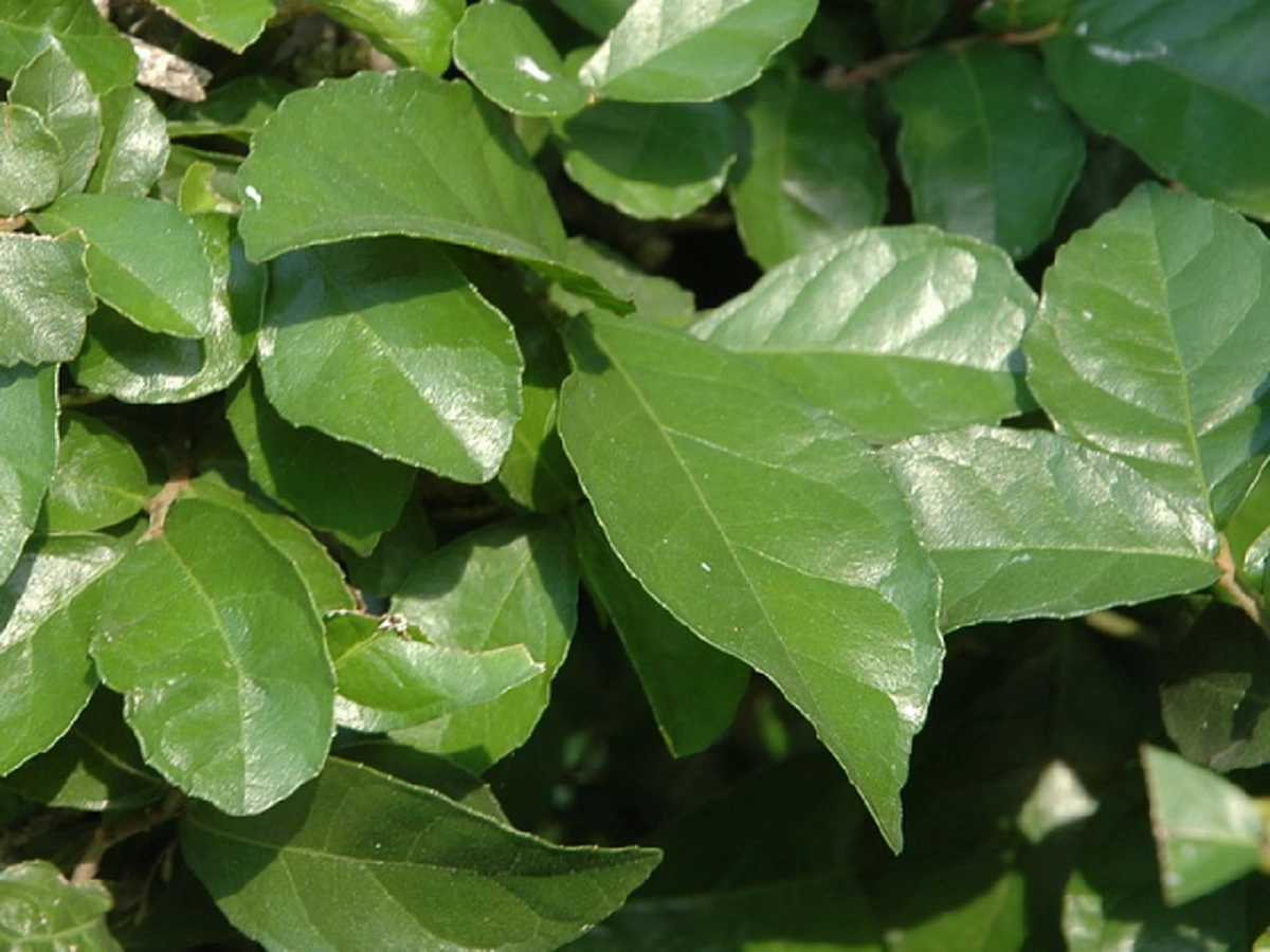 7 วิธีแก้ฟันเหลือง