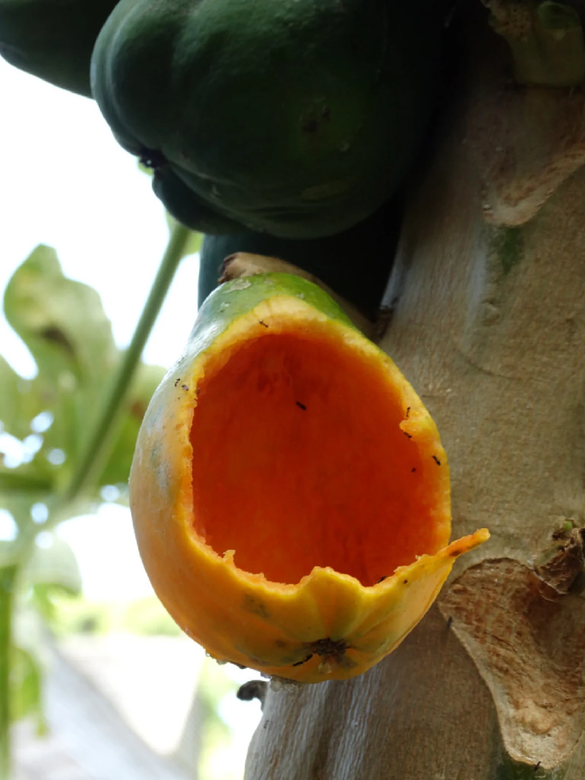 มะละกอ ขึ้นชื่อกับประโยชน์ต่อสุขภาพ