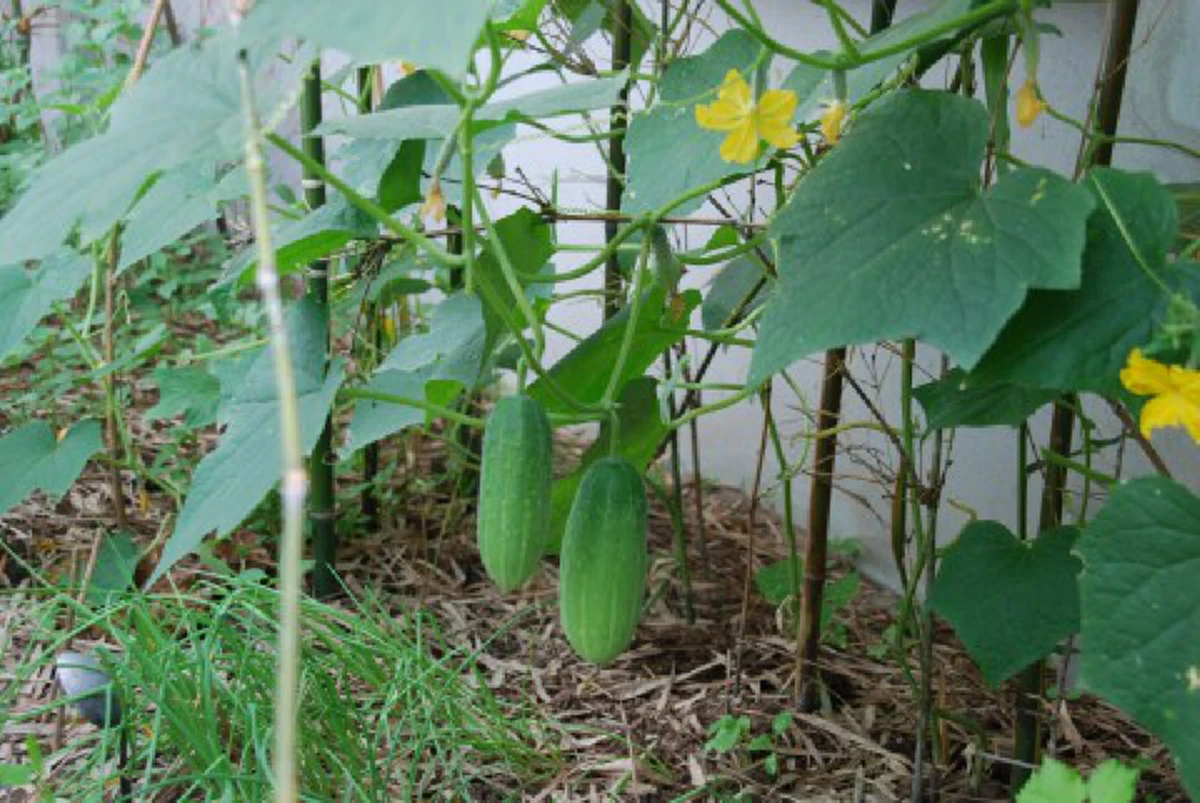 แตงกวา มากประโยชน์ กำจัดของเสียตกค้างในร่างกาย