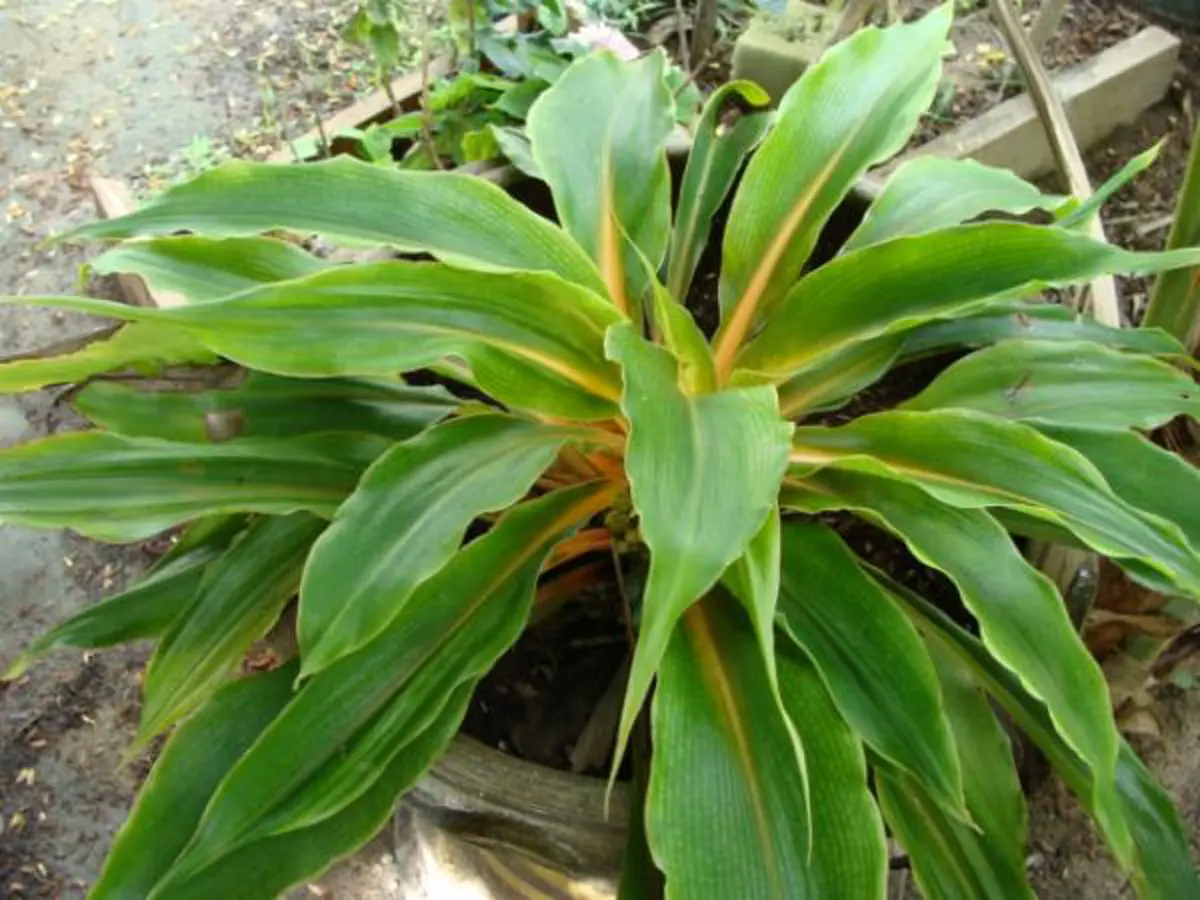 9 ว่านมงคล ที่ควรปลูก