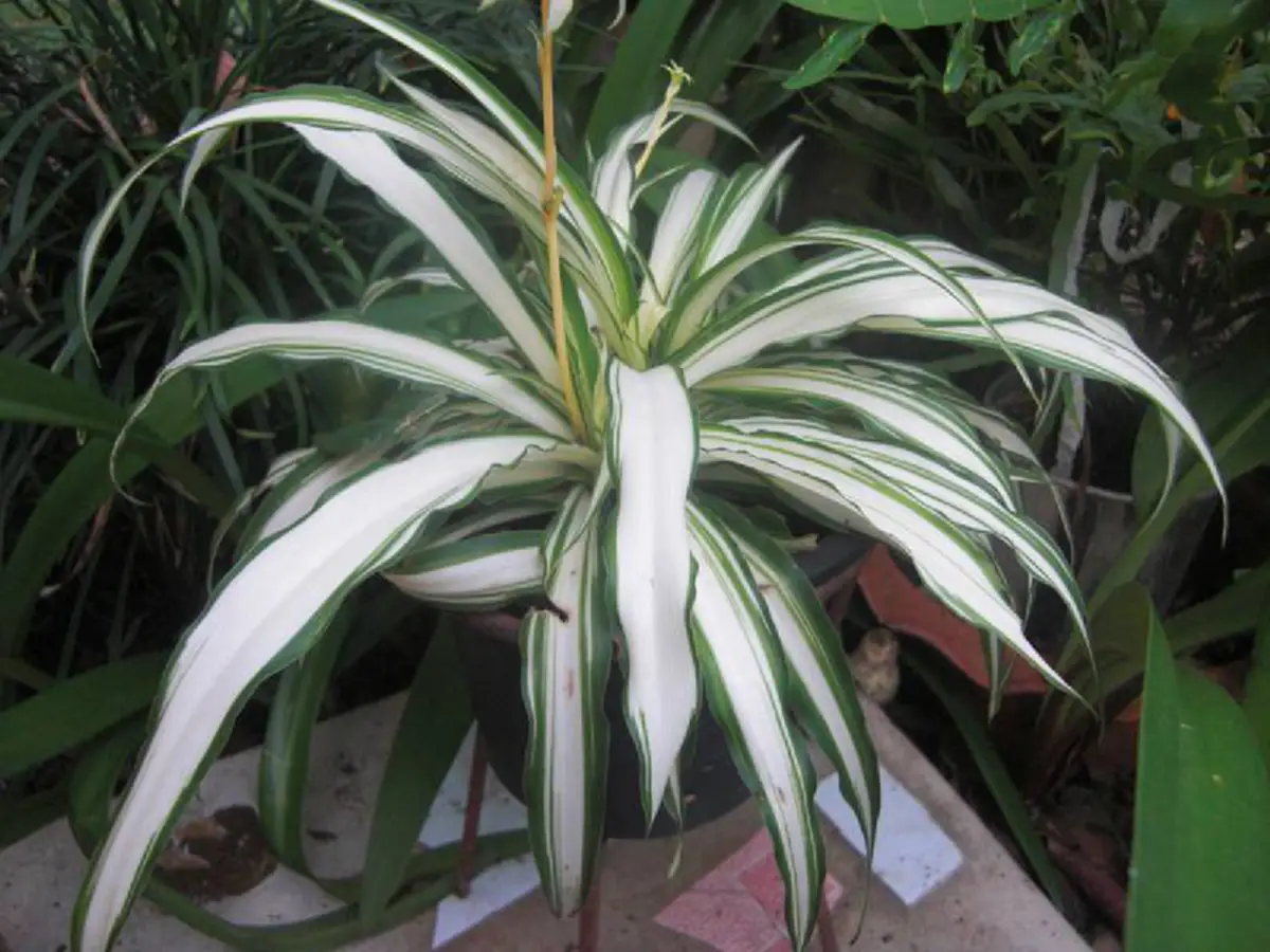 9 ว่านมงคล ที่ควรปลูก