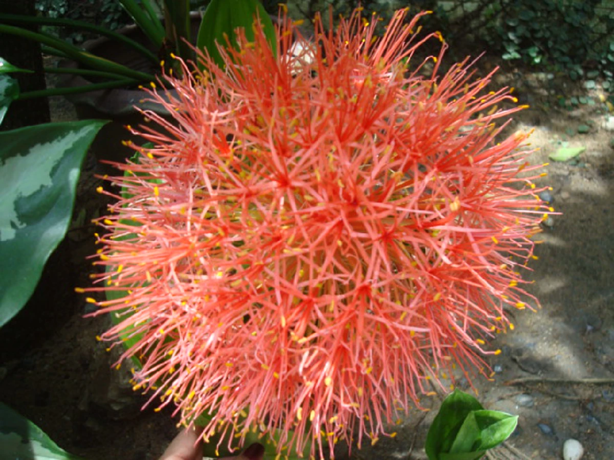 9 ว่านมงคล ที่ควรปลูก