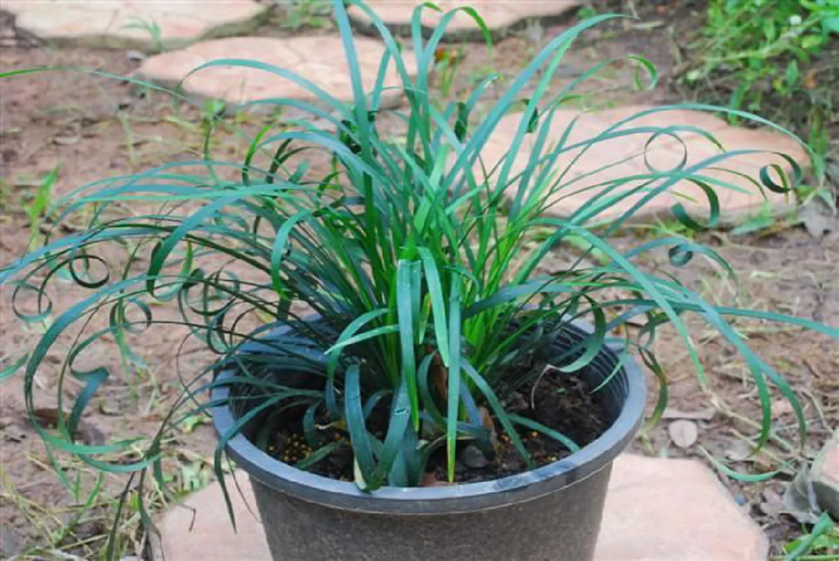 9 ว่านมงคล ที่ควรปลูก