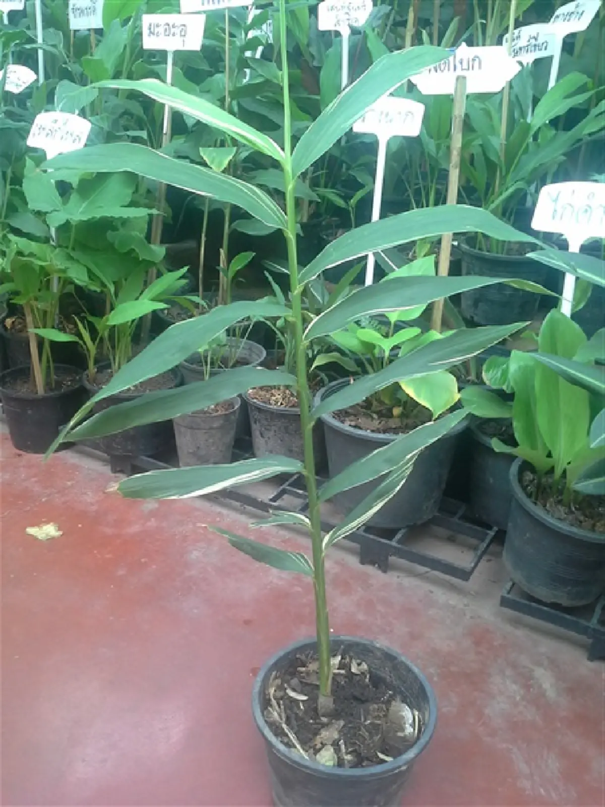 9 ว่านมงคล ที่ควรปลูก