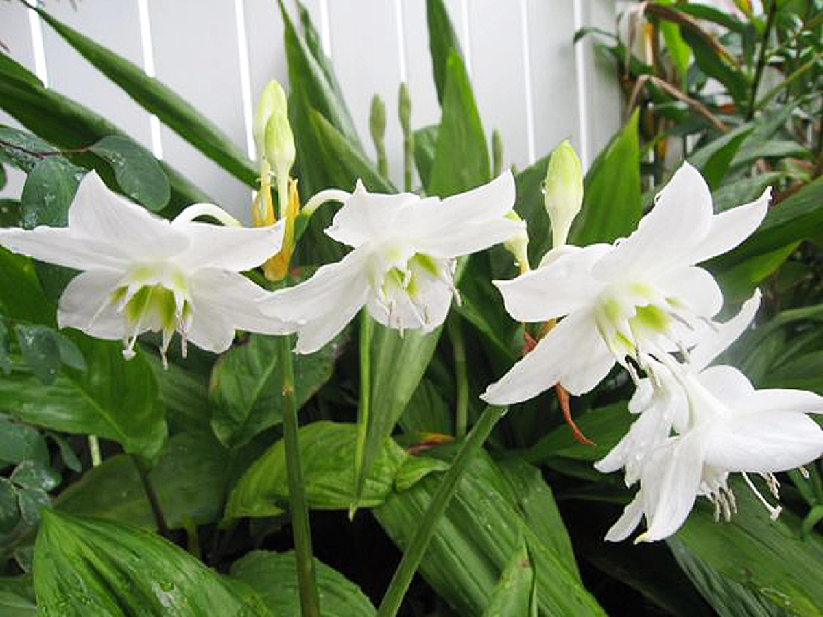 9 ว่านมงคล ที่ควรปลูก