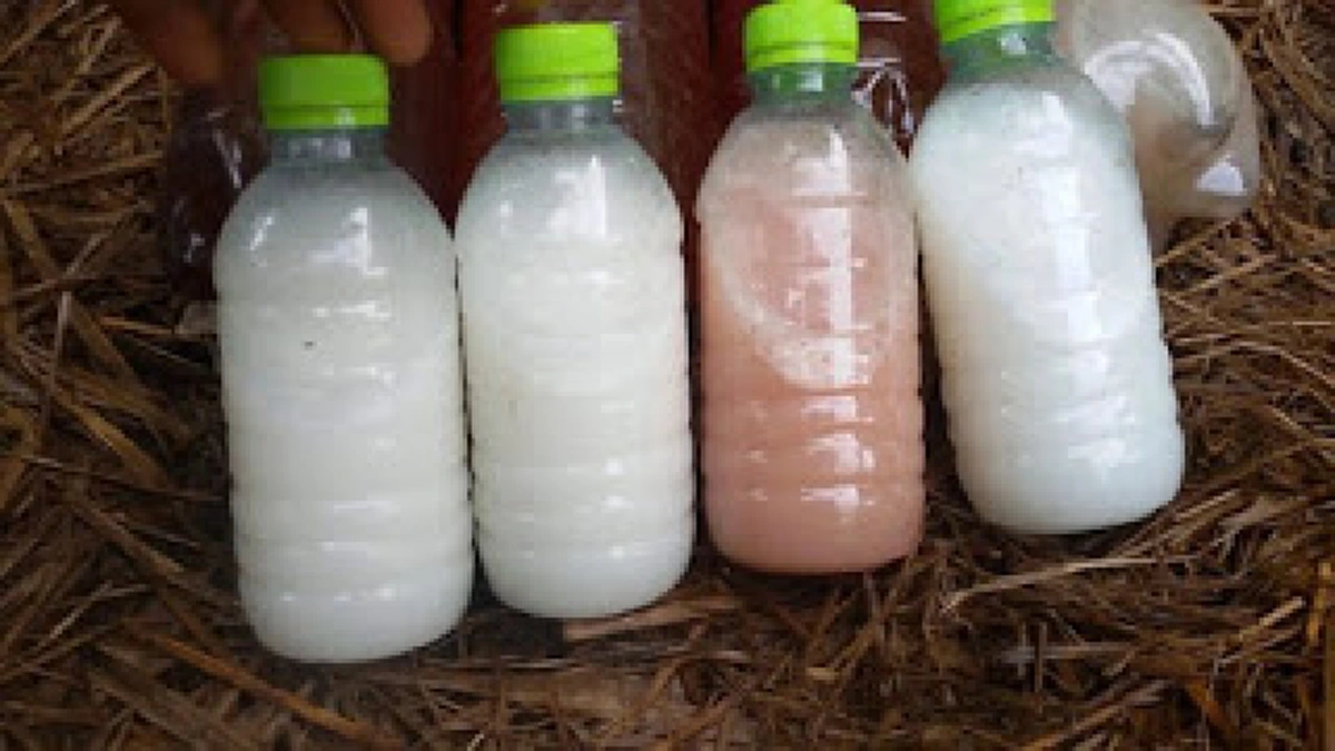 ปุ๋ยฮอร์โมน ส่วนผสม 4 อย่าง บำรุงพืชผักโตไว ไร้สารเคมี