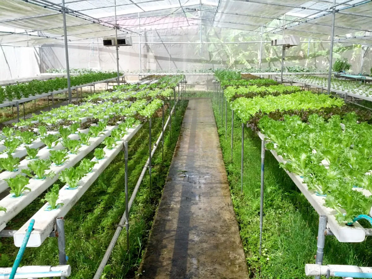 ปุ๋ยฮอร์โมน ส่วนผสม 4 อย่าง บำรุงพืชผักโตไว ไร้สารเคมี