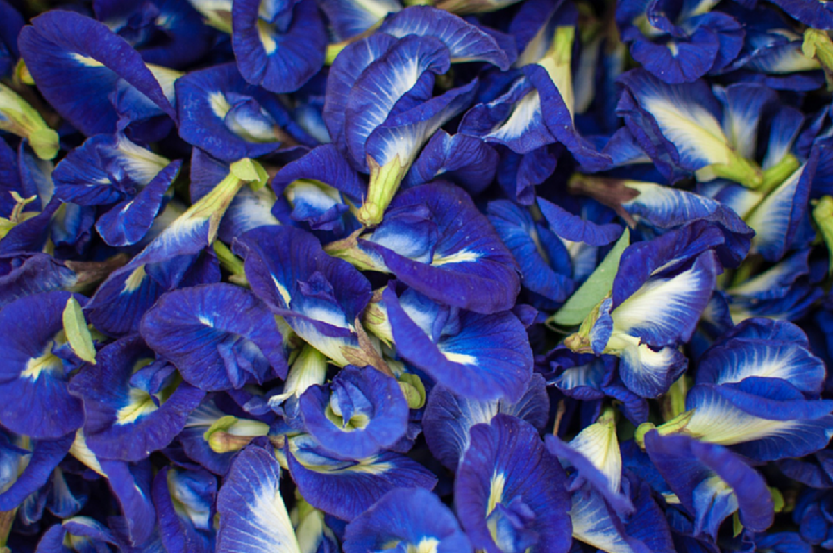 บัวลอยแก้วมะพร้าวอ่อนดอกอัญชัน