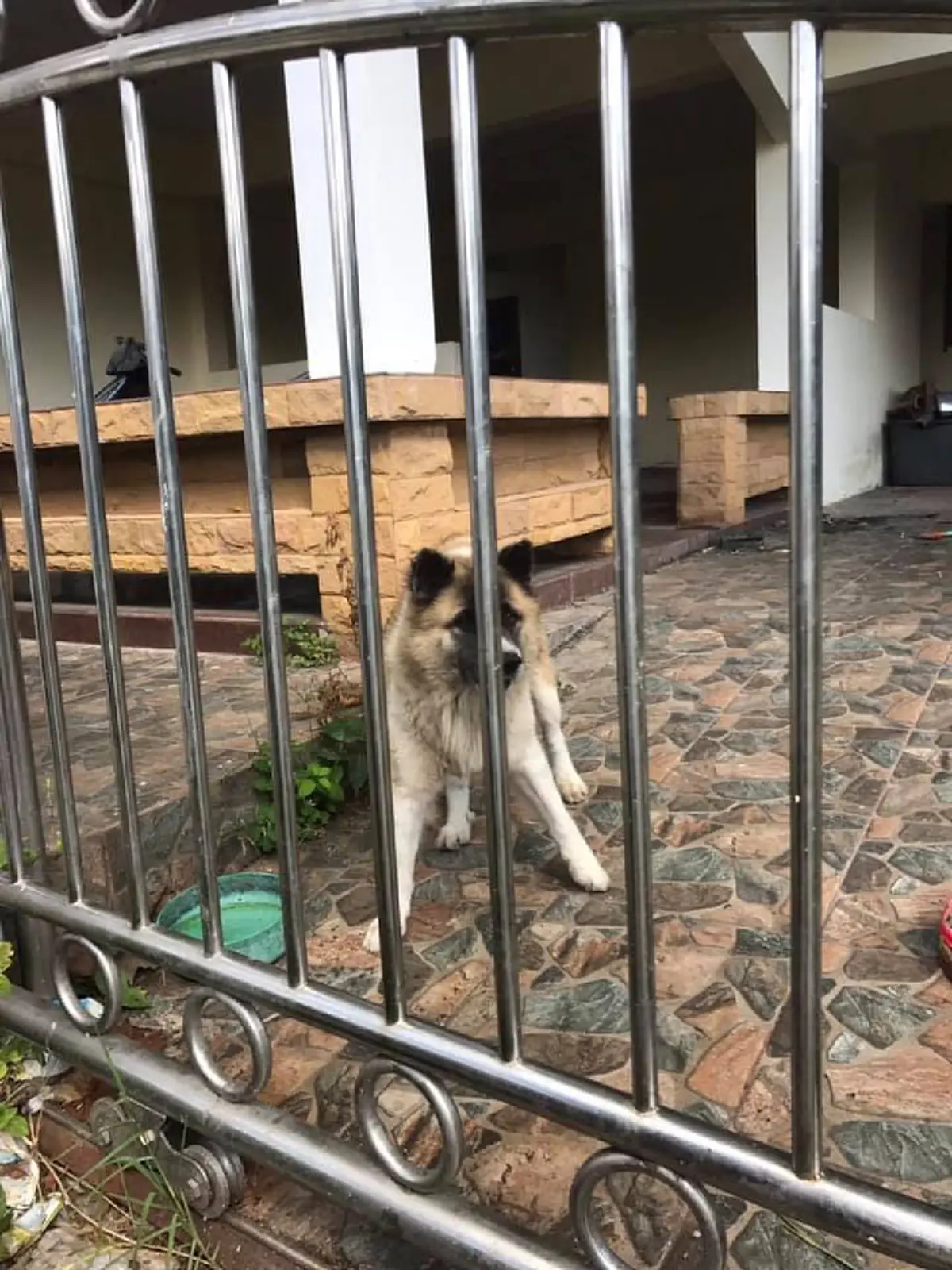 เจ้าตูบผู้น่าสงสาร เจ้าของย้ายบ้านแล้วไม่เอาน้องไปด้วย