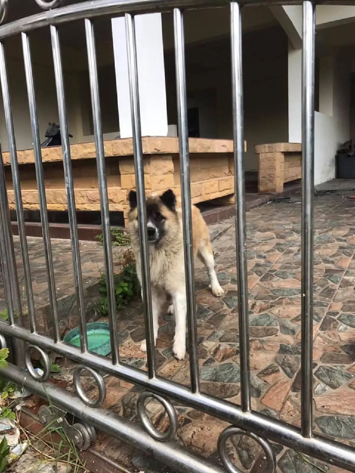 เจ้าตูบผู้น่าสงสาร เจ้าของย้ายบ้านแล้วไม่เอาน้องไปด้วย