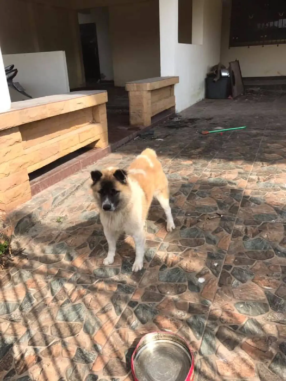 เจ้าตูบผู้น่าสงสาร เจ้าของย้ายบ้านแล้วไม่เอาน้องไปด้วย