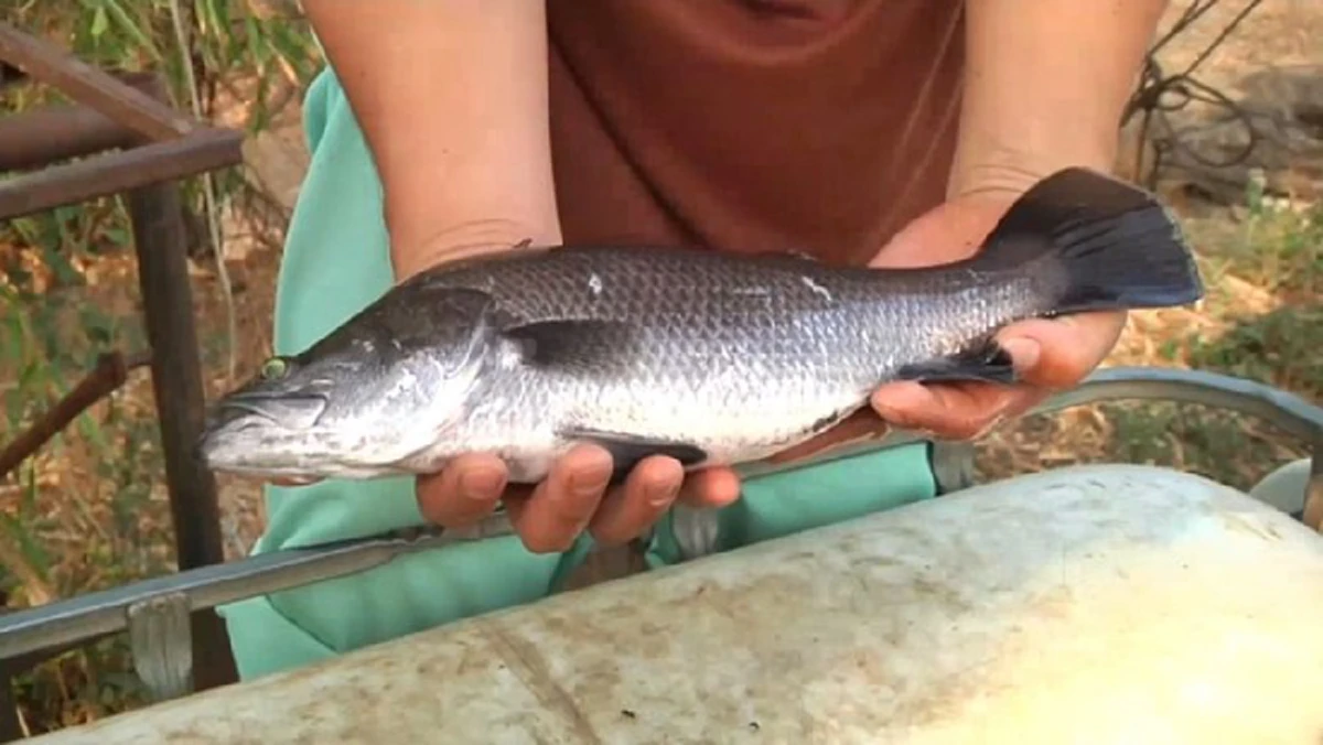 ปลากระพง