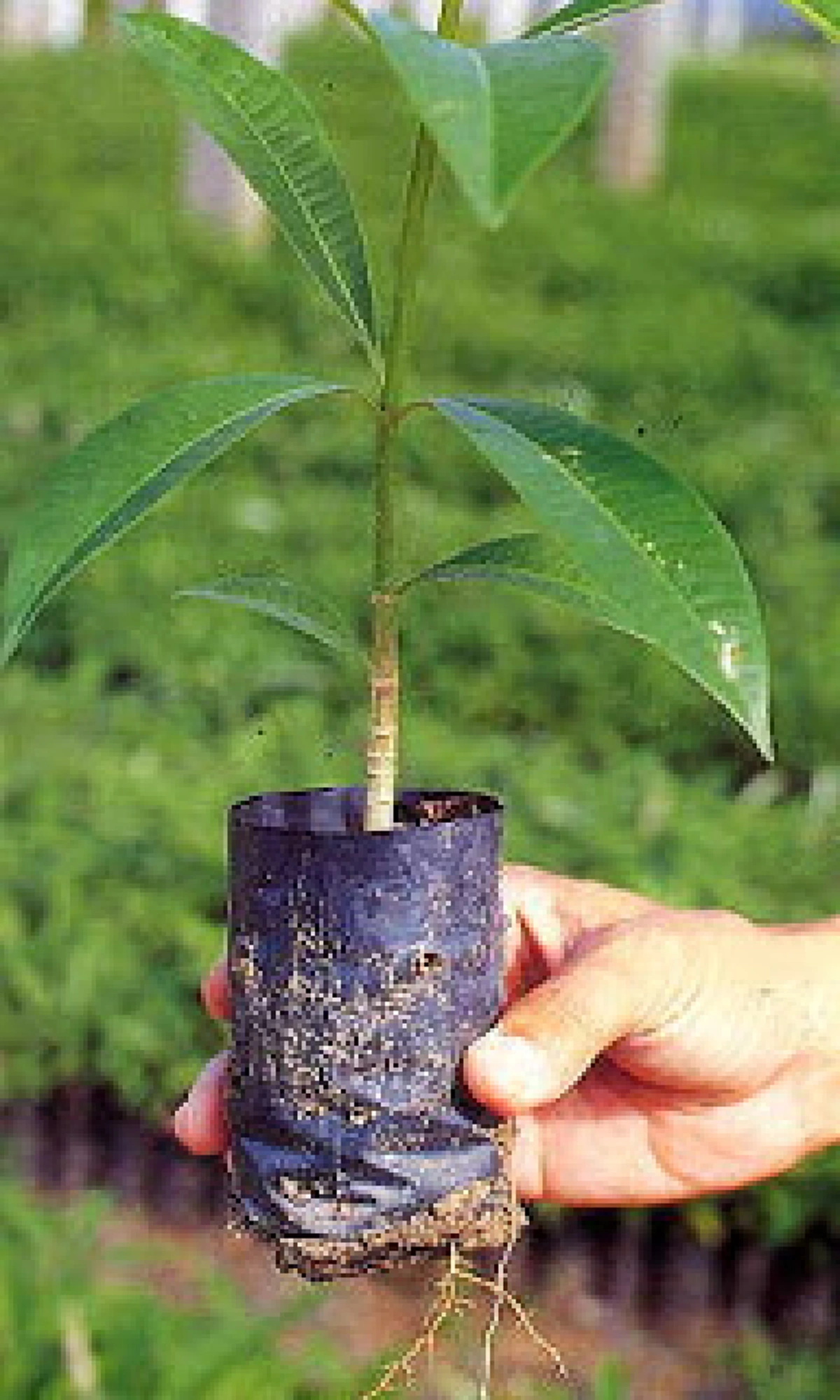 ต้นตีนเป็ด พืชที่มีดีกว่าแค่กลิ่น มีประโยชน์มหาศาล