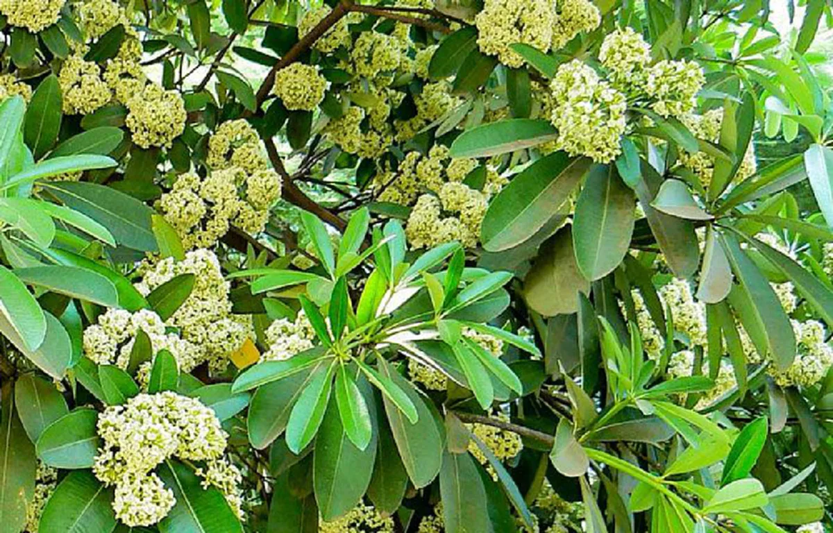 ต้นตีนเป็ด พืชที่มีดีกว่าแค่กลิ่น มีประโยชน์มหาศาล