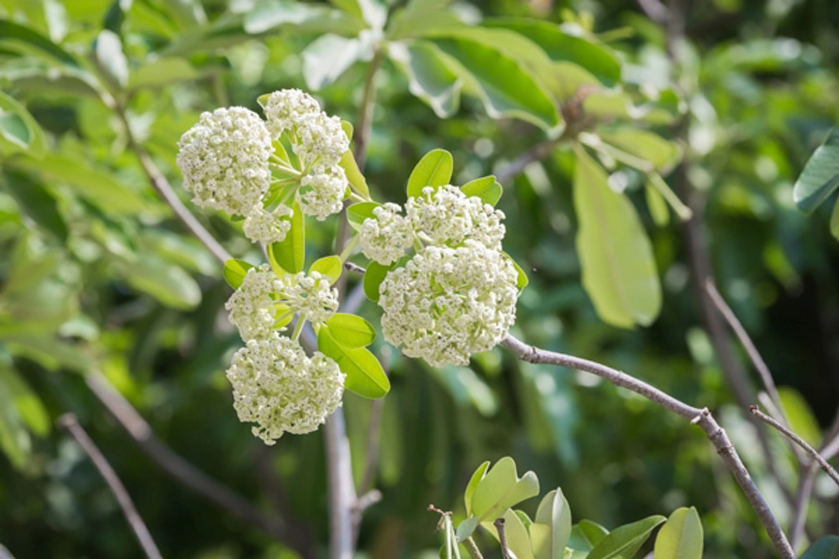 ต้นตีนเป็ด พืชที่มีดีกว่าแค่กลิ่น มีประโยชน์มหาศาล