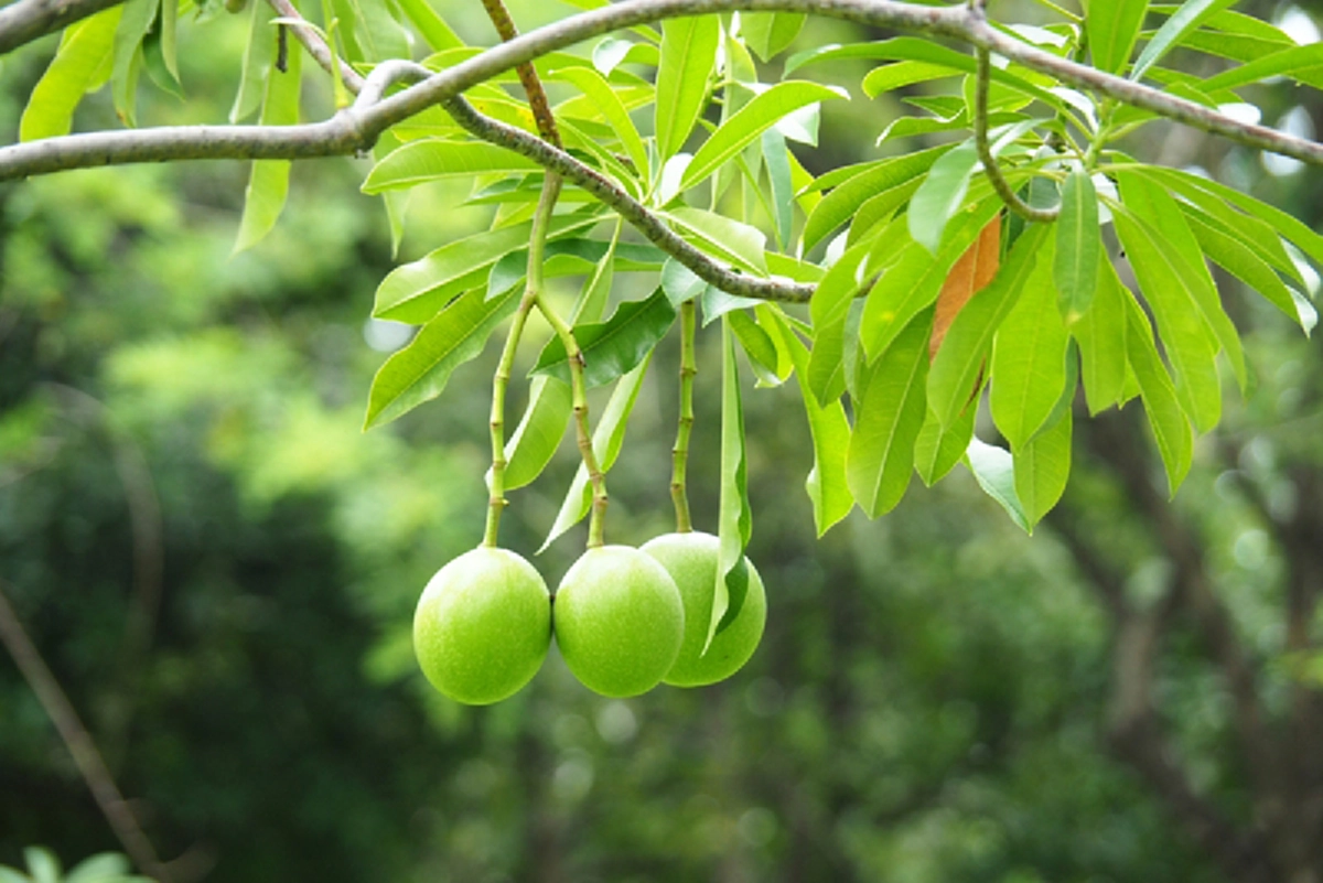 ต้นตีนเป็ด พืชที่มีดีกว่าแค่กลิ่น มีประโยชน์มหาศาล